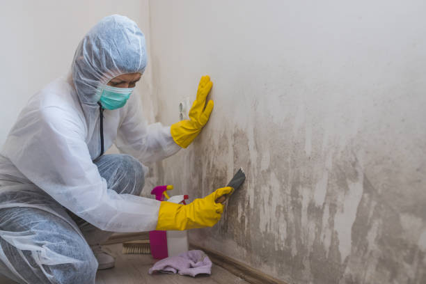 Best DIY Mold Remediation Support Services in Toccoa, GA