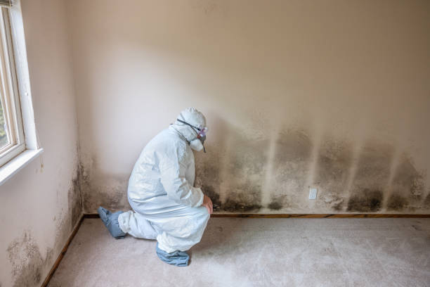 Best Mold Remediation for Specific Building Types in Toccoa, GA