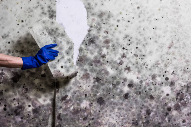 Best Emergency Mold Remediation in Toccoa, GA
